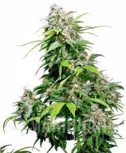 California Indica - SENSI SEEDS