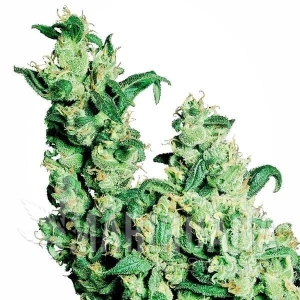 Jack Herer - SENSI SEEDS