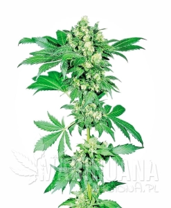Afghani #1 - SENSI SEEDS