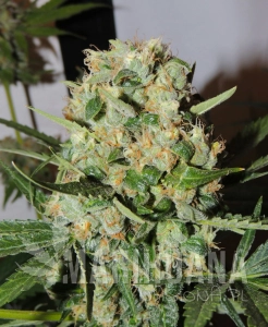 Fruitbowl - KARMA GENETICS