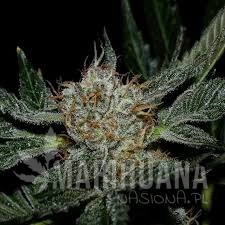 Grenadine - KARMA GENETICS