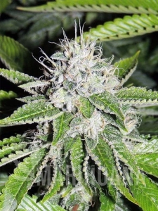 Josh D OG - KARMA GENETICS