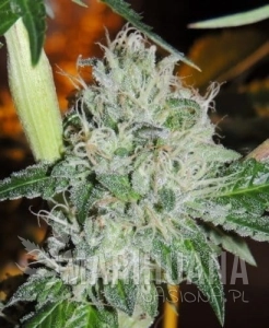 Karmarado OG - KARMA GENETICS
