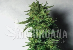 Blueberry OG - BARNEY’S FARM