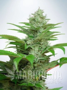 Auto CBD Star - MINISTRY OF CANNABIS