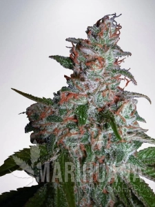Auto Northern Lights - MINISTRY OF CANNABIS