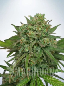 Instakush - MINISTRY OF CANNABIS