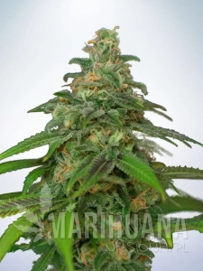 Mandarin Haze - MINISTRY OF CANNABIS