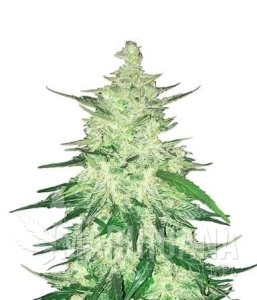 CBD Crack Auto - FASTBUDS