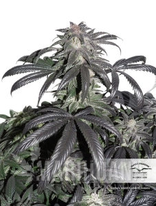 Bubba Island Kush ® - DUTCH PASSION
