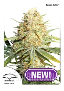 Lemon Zkittle - DUTCH PASSION