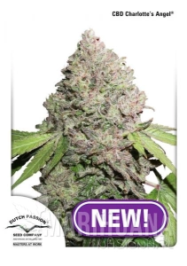 CBD Charlotte’s Angel ® - DUTCH PASSION