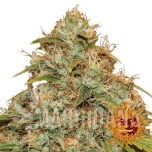 CBD Lemon Potion Auto - BARNEY’S FARM
