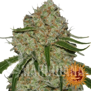Phantom OG - BARNEY’S FARM