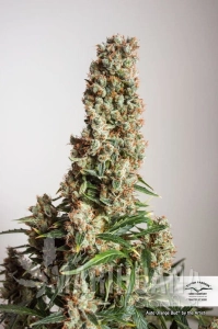 Auto Orange Bud® - DUTCH PASSION