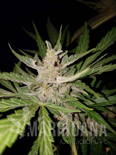 blueberry-bliss-auto.jpg