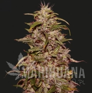 BIG ALTAI SATIVA EXPRESS - KALASHNIKOV SEEDS