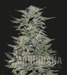 BOY SCOUT COOKIES - KALASHNIKOV SEEDS