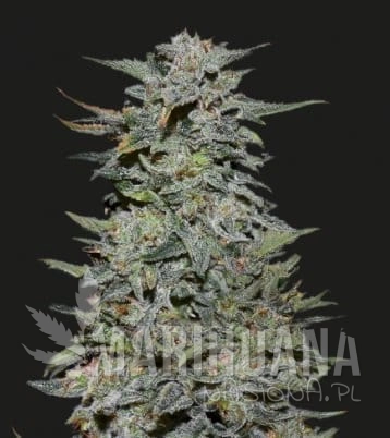 Boy Scout Cookies.jpg