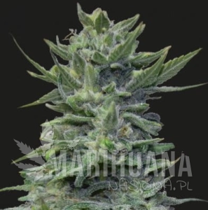 LAVANDA CREAM - KALASHNIKOV SEEDS