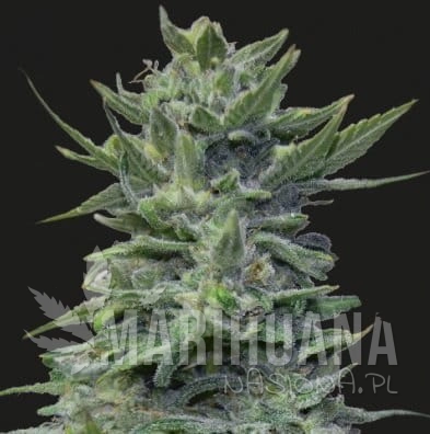 Lavanda Cream.jpg