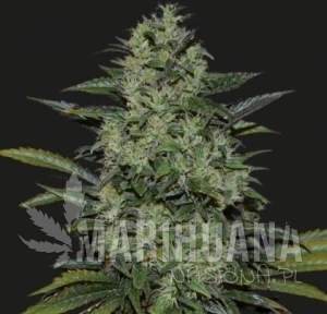 POWER RUSSIAN - KALASHNIKOV SEEDS