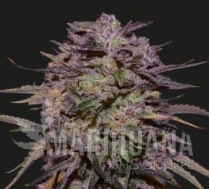 PURPLE RUSSIAN EXPRESS - KALASHNIKOV SEEDS