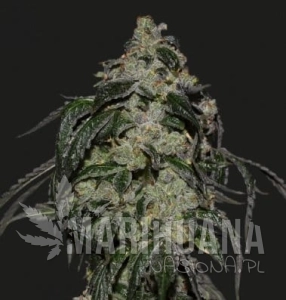 SOYUZ OG EXPRESS - KALASHNIKOV SEEDS