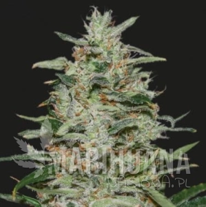 WHITE RUSSIAN OG - KALASHNIKOV SEEDS