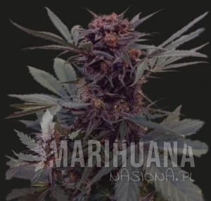 BABUSHKA BLACK AUTO - KALASHNIKOV SEEDS