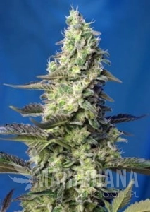 Green Poison XL Auto - SWEET SEEDS