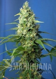 Honey Peach Auto CBD - SWEET SEEDS
