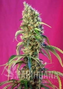 Black Jack CBD - SWEET SEEDS