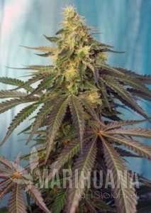 Cream Caramel CBD - SWEET SEEDS
