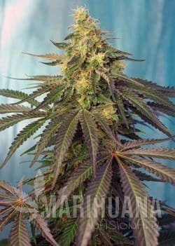 Cream Caramel CBD.jpg