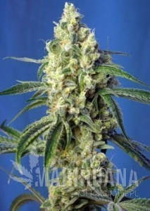 Green Poison CBD - SWEET SEEDS