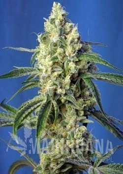 Green Poison CBD.jpg
