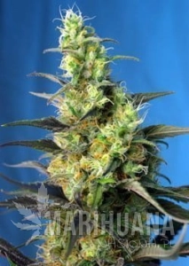 Ice Cool CBD - SWEET SEEDS