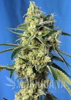 Sweet Amnesia Haze.jpg