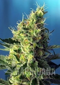 Sweet Pure CBD - SWEET SEEDS