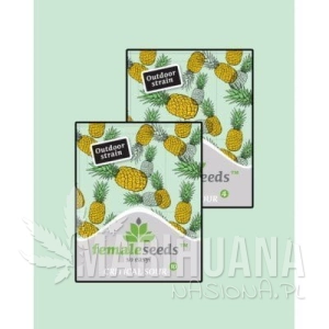 Critical Sour - FEMALE SEEDS