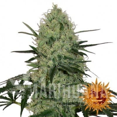 auto-tangerine-dream.jpg