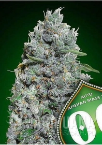 Auto Afghan Mass XXL - 00 SEEDS BANK