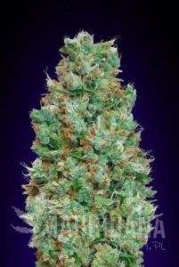 Auto Blueberry - 00 SEEDS BANK