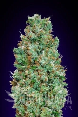 auto-blueberry.jpg