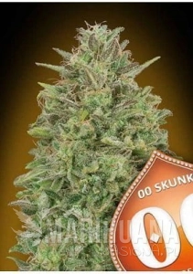 00 Skunk - 00 SEEDS BANK