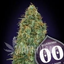 Blueberry - 00 SEEDS BANK