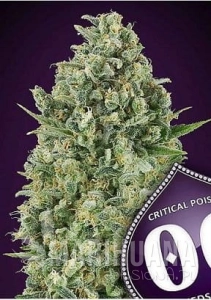 Critical Poison - 00 SEEDS BANK