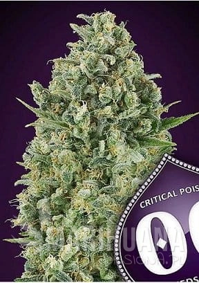 critical-poison.jpg