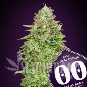 Critical Poison Fast Version - 00 SEEDS BANK